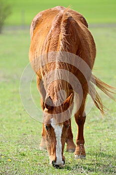 Animal on a pasture. Horse eats grass. Mare on meadow