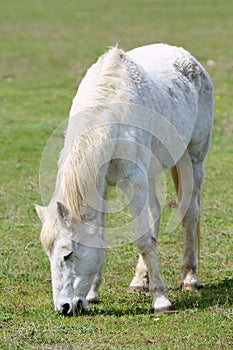 Animal on a pasture. Horse eats grass. Mare on meadow