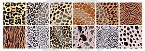 Animal patterns. Leopard and zebra cute prints, wild cat tiger skin seamless texture, jungle cheetah life, fashion cow