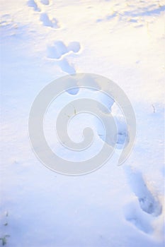 Animal paw prints in white snow