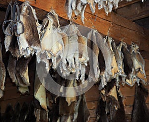 Animal Pelts Hanging On Rafters