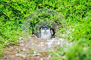 Animal : Penguin at Australia