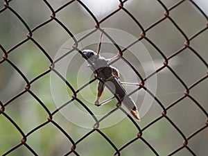 animal perched on a fence, lerida, spain, europe