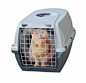 animal pet cage carrier box assumption reversal reverse think outside veterinary vet vets ill pets