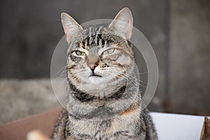 Cat with funny expression photo