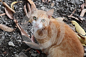 Animal pet cat mammal wiskers kitten carnivore Wildlife wildcat nose grass plant