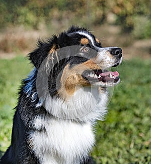 Animal, pet, jumping, dressage, obedience, object, training, competition, outdoor, field, nature, purebred