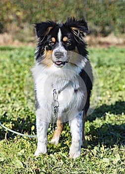 Animal, pet, jumping, dressage, obedience, object, training, competition, outdoor, field, nature, purebred