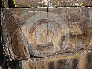 Animal petroglyph carved in rocks