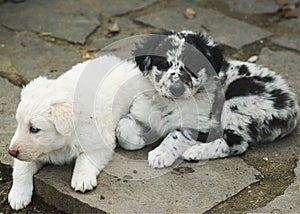 Two sheperd puppies dog resting in the backyard cute and funny puppiesdogs