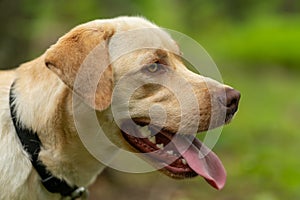 Animal photography. Happy and joyful yellow labrador on a walk in the forest