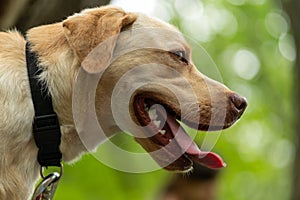 Animal photography. Happy and joyful yellow labrador on a walk in the forest