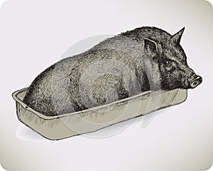 Animal pig, hand-drawing. Vector illustration.