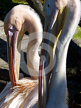 Animal portrait of 2 pelicans