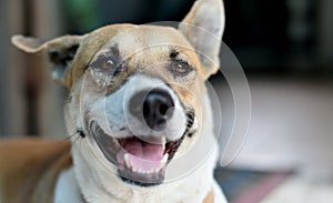 Animal portrait, Close up shot of dog smile face