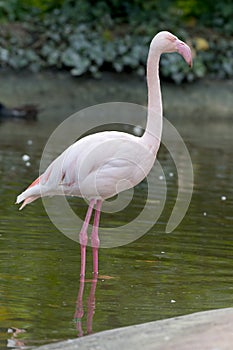 animal portrait closeup water standing pink flamingo