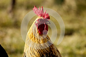 Animal portrait of a colorful rooster or cock on a blurred background