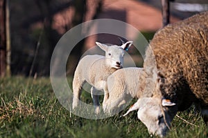 An animal portrait of a couple of cute white lambs running and playing around an brown wooly adult sheep in a grass field or