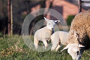 An animal portrait of a couple of white cute lambs running and playing around an brown wooly adult sheep in a grass field or
