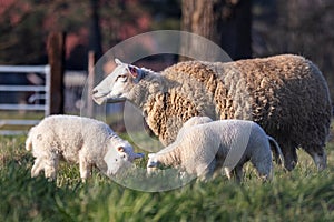 An animal portrait of a couple of white small lambs running and playing around an brown wooly adult sheep in a grass field or