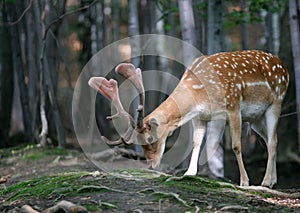 Animal - portrait of Fallow Deer