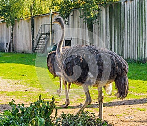 Animal portrait of a female common ostrich, a big flightless bird from Africa