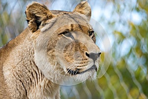 animal portrait female lioness extreme closeup predator
