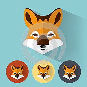 Animal Portrait / Fox photo