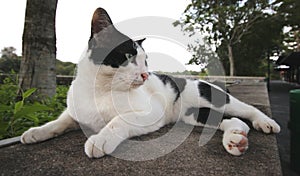 Gallant Side View of Cat near The Seaside photo