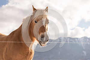 Animal portrait. Haflinger horse on background winter mountains