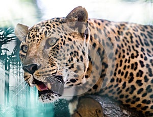 Animal portrait leopard