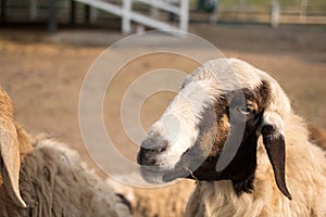 Zoo Lamb asian Sheep in farm Eye head closeup animal