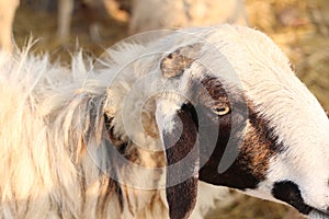 Zoo Lamb asian Sheep in farm Eye head closeup animal