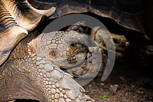 Animal portrait of sulcata tortoise in close-up.