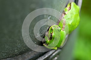 Top View of Two Japanese Tree Frogs on The Iron Pillar