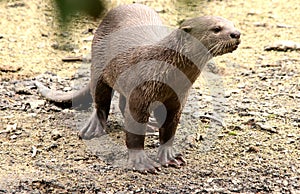 Toughness of Wild Otter with Rainforest