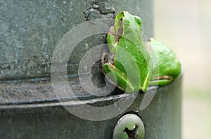 Two Japanese Tree Frogs on The Iron Pillar