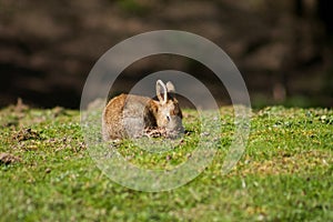 An animal portrait of a wild rabbit sat in a field.