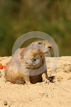 Animal: Prairie dog