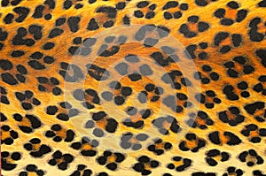 Animal print Background Texture