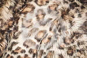 Animal print long fur textured panther background