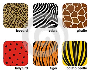 Animal prints
