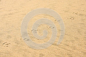 Animal prints in the sand on a sunny beach