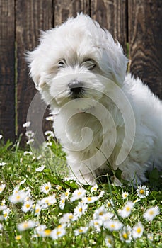 Animal pup portrait: Coton de TulÃ©ar dog - pure white like cotton in summer.