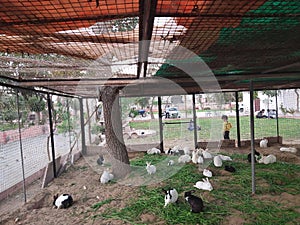 Animal rabits enjoy in the park  around the peoples