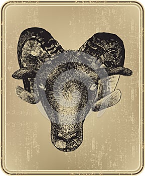 Animal ram hand-drawing. Vector illustration.