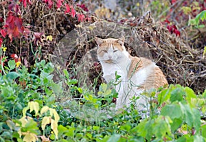 Animal, red cat sits in the autumn in the yard on a warm day