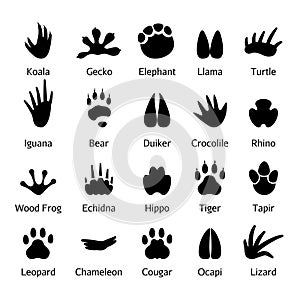 Animal and reptile footprints vector photo