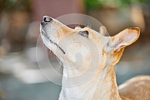 Animal rescue, foster and dog in backyard for learning, watching or behavior training for adoption process or procedure