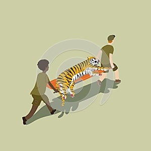 Animal rescue team carrying injured tiger on stretcher, taking it to safety.